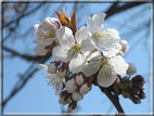 foto Fiori